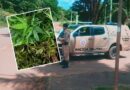Operação no Baixo Sul: PM erradica plantação de maconha em Presidente Tancredo Neves