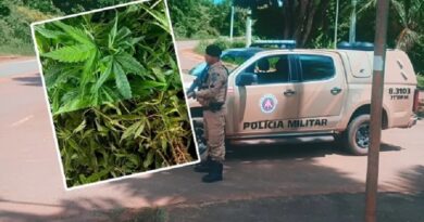 Operação no Baixo Sul: PM erradica plantação de maconha em Presidente Tancredo Neves