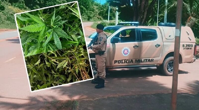 Operação no Baixo Sul: PM erradica plantação de maconha em Presidente Tancredo Neves