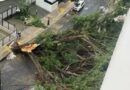 Queda de árvore de grande porte assusta moradores e corta energia no bairro da Graça