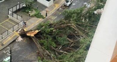 Queda de árvore de grande porte assusta moradores e corta energia no bairro da Graça