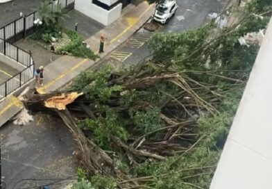 Queda de árvore de grande porte assusta moradores e corta energia no bairro da Graça