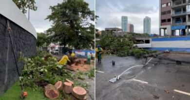 Temporal em Salvador: Queda de árvore interdita via e atinge fiação no Caminho das Árvores
