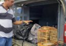 Influenciador digital é preso em flagrante com “supermaconha” e cocaína para o São João de Cruz das Almas