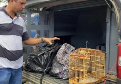 Influenciador digital é preso em flagrante com “supermaconha” e cocaína para o São João de Cruz das Almas