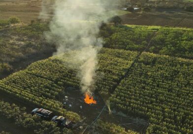 Polícia Civil Destrói Plantação com 20 Mil Pés de Maconha e Causa Prejuízo de R$ 4 Milhões na Bahia