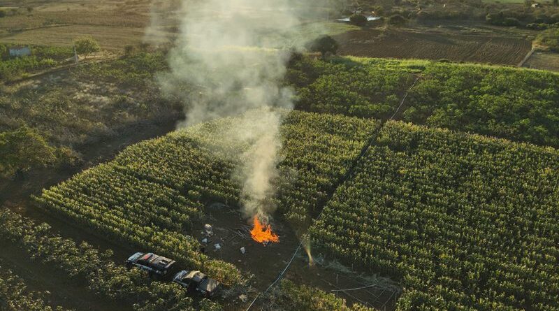 Polícia Civil Destrói Plantação com 20 Mil Pés de Maconha e Causa Prejuízo de R$ 4 Milhões na Bahia