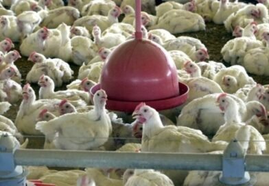 Uruguai suspende compra de produtos avícolas brasileiros após foco de Newcastle